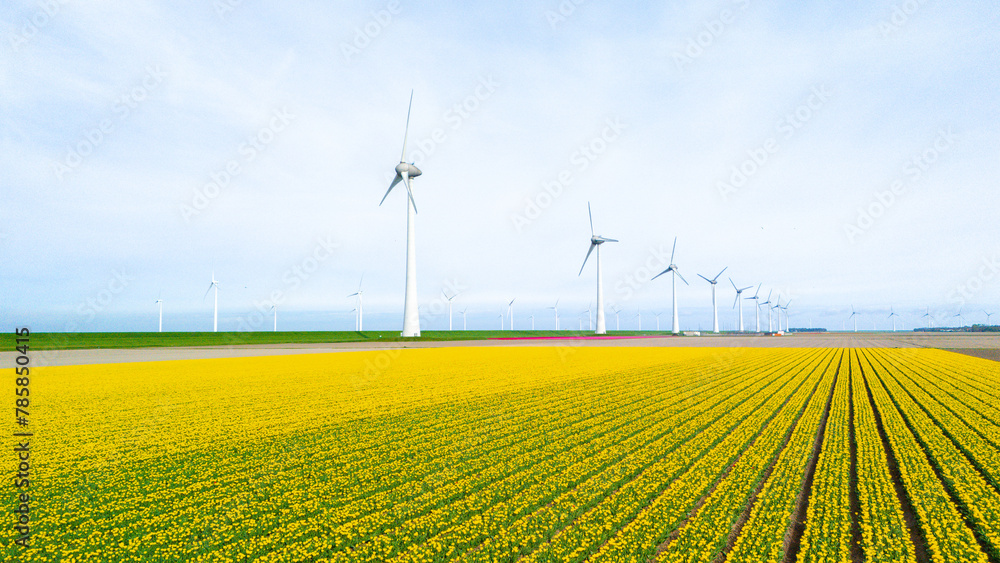 windmill park with tulip flowers in Spring, windmill turbines Netherlands Europe - obrazy, fototapety, plakaty 
