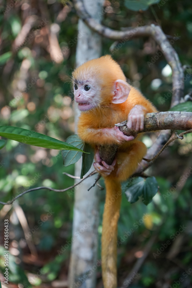 view of Juvenile Silvery Lutung Trachypithecus Cristatus hanging on branch with beautiful eyes and silver hair view of Juvenile Silvery Lutung Trachypithecus Cristatus hanging on branch with beautiful eyes and silver hair