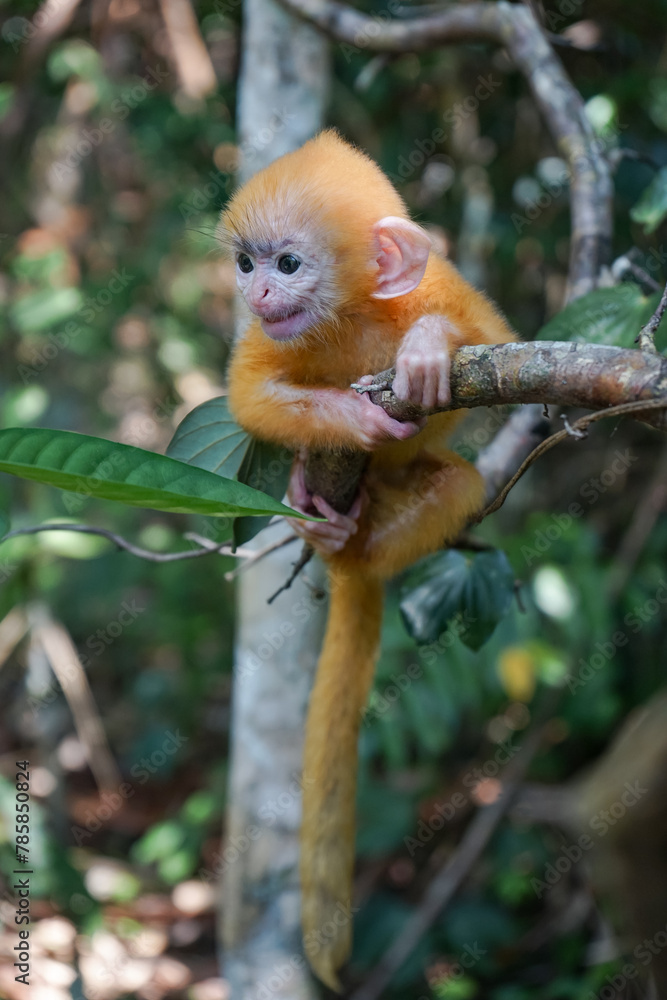 view of Juvenile Silvery Lutung Trachypithecus Cristatus hanging on branch with beautiful eyes and silver hair view of Juvenile Silvery Lutung Trachypithecus Cristatus hanging on branch with beautiful eyes and silver hair