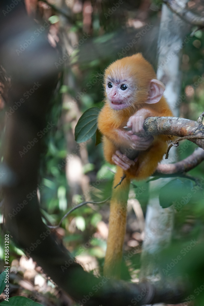 view of Juvenile Silvery Lutung Trachypithecus Cristatus hanging on branch with beautiful eyes and silver hair view of Juvenile Silvery Lutung Trachypithecus Cristatus hanging on branch with beautiful eyes and silver hair