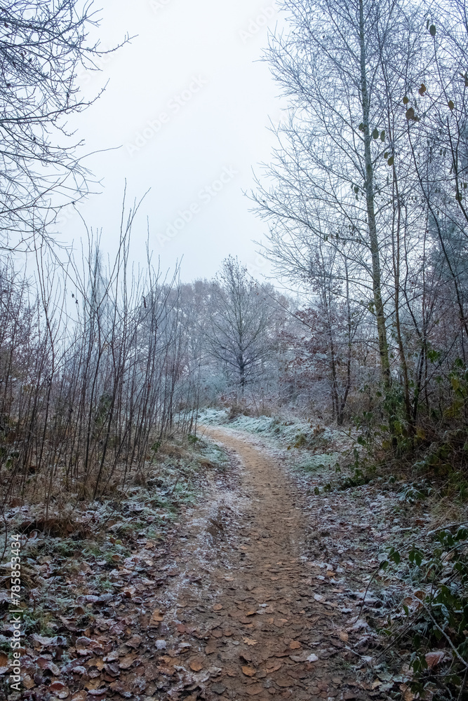 This image leads the viewer down a narrow, winding path through a woodland scene touched by frost. The muted colors of a cold morning are present, with the frost lending a delicate white edging to the