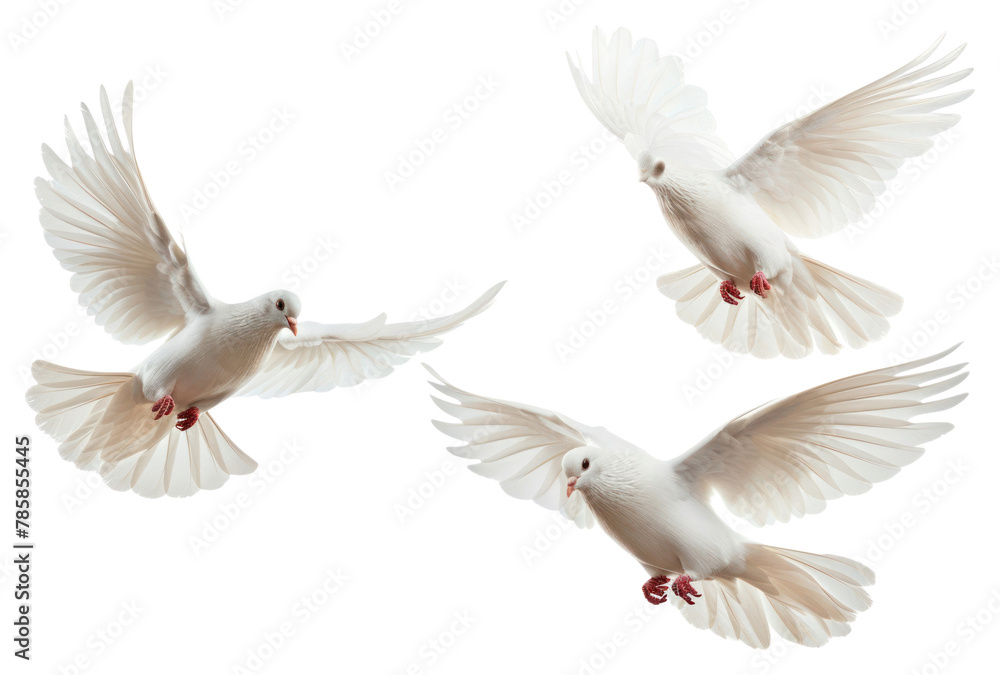 Obraz premium PNG Bird animal pigeon flying