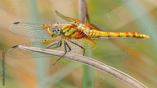 Macro image of a dragonfly resting on a pond reed