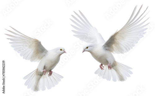 PNG Wedding doves animal pigeon flying © Rawpixel.com