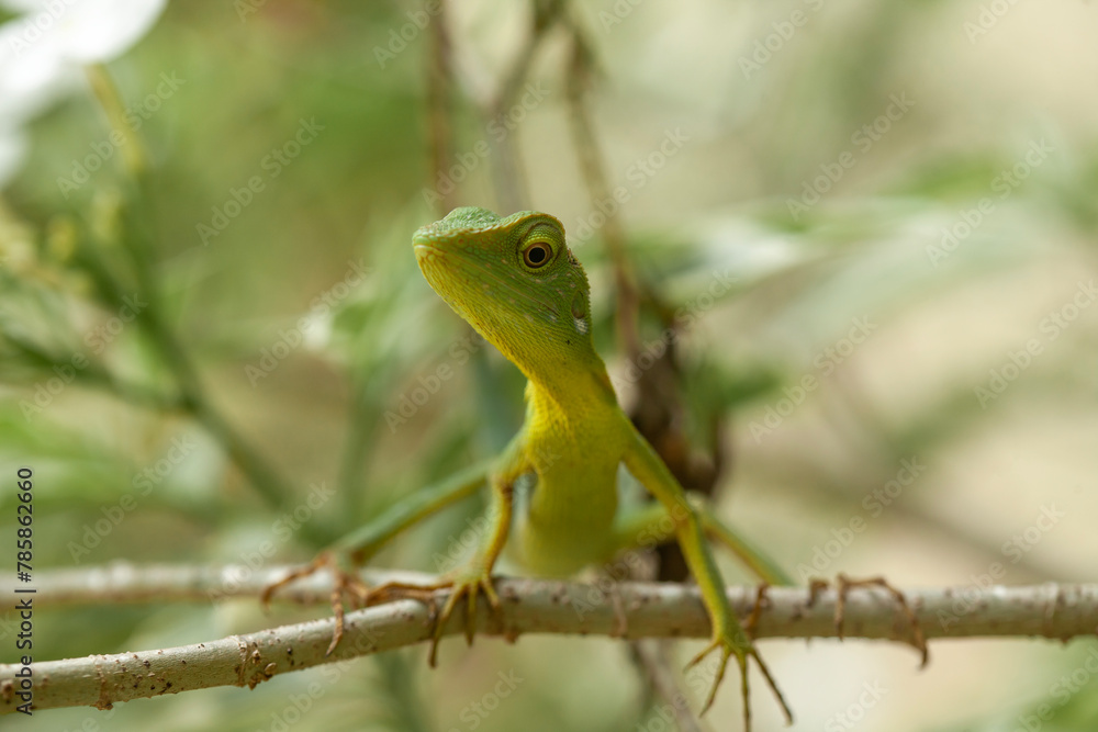 Fototapeta premium Green Crested Lizard between leaves