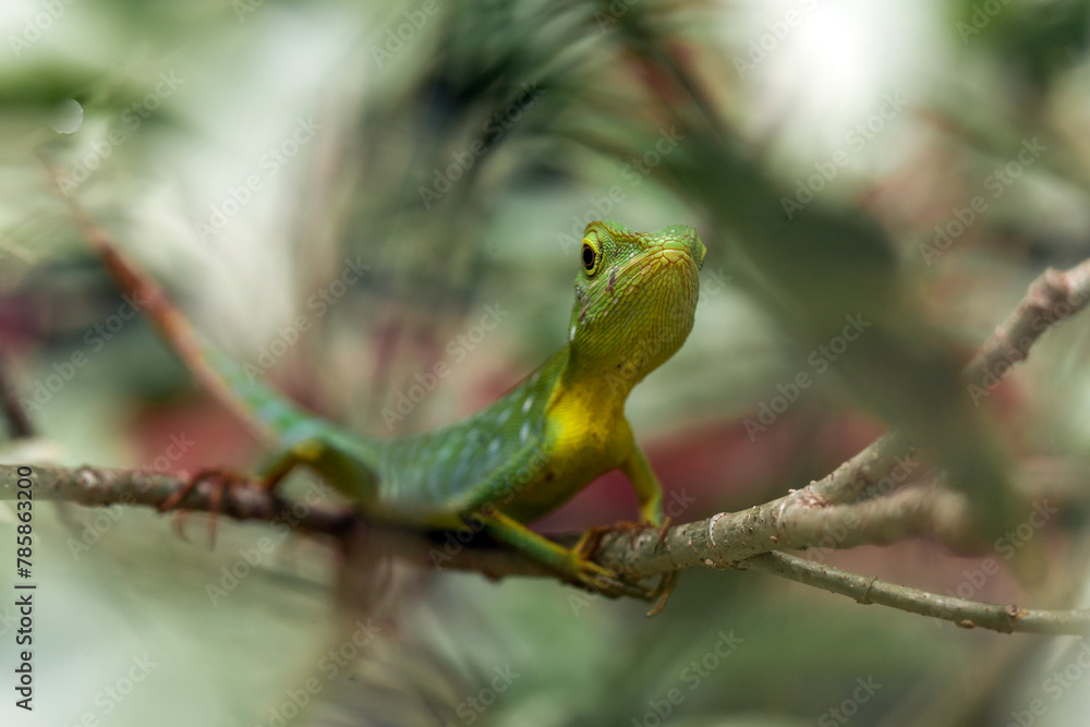  Green Crested Lizard between leaves