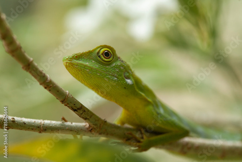  Green Crested Lizard between leaves