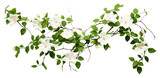 PNG Blossom flower plant leaf