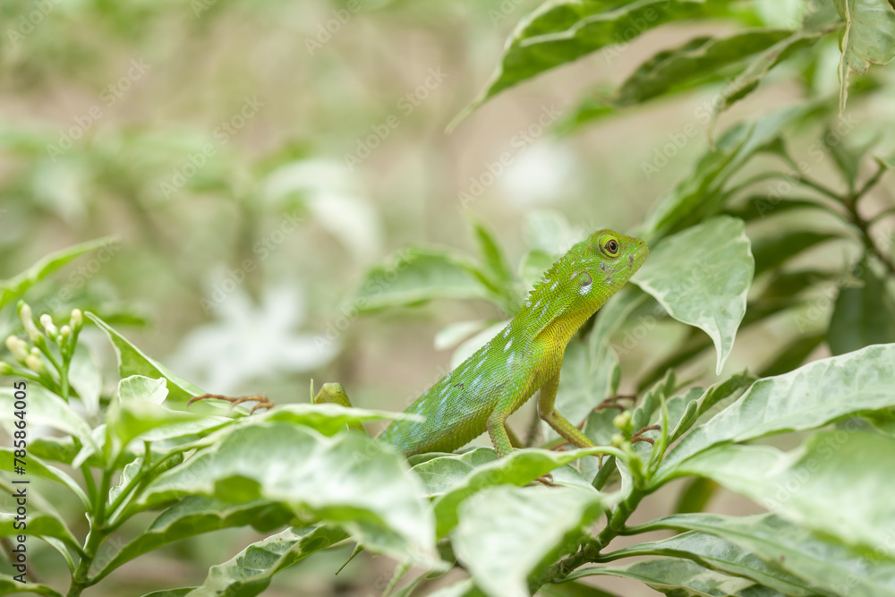 Green Crested Lizard between leaves Green Crested Lizard between leaves