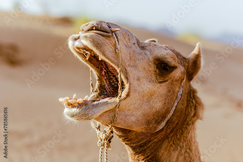 Canvas Print portrait of a camel yawning