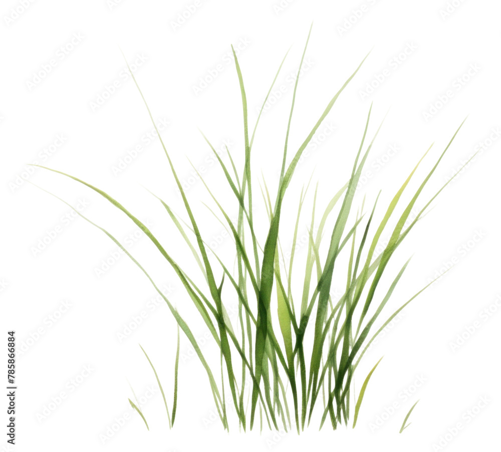 PNG Grass plant wheatgrass hierochloe PNG Grass plant wheatgrass hierochloe