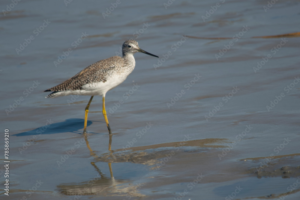 Lesser yellowlegs fishing in the lagoon , in Mar Chiquita , Buenos Aires , Argentina Lesser yellowlegs fishing in the lagoon , in Mar Chiquita , Buenos Aires , Argentina