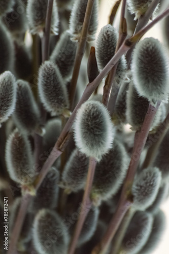 Willow branches with catkins close up. Shallow depth of field.