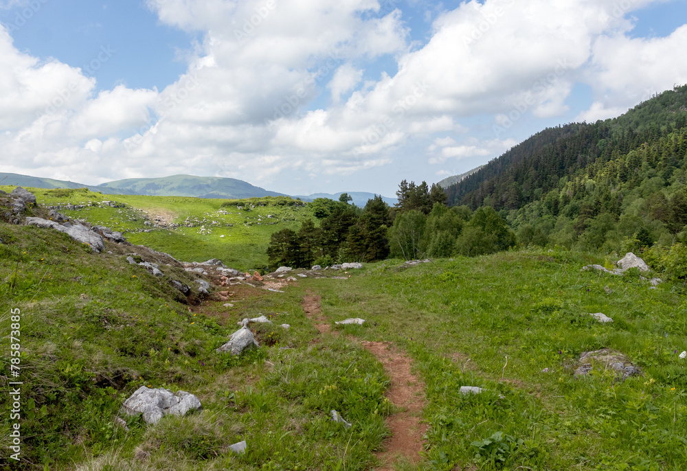 Fototapeta premium Walking on the subalpine at the beginning of the summer season, the period of exuberant flowering of plants.