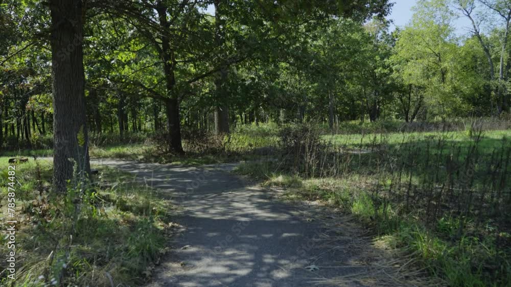 Narrow Lane Through Dense Forest Trees In A Park. Dolly Shot Narrow Lane Through Dense Forest Trees In A Park. Dolly Shot