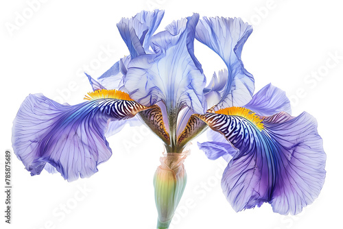 blue iris flower isolated on white background