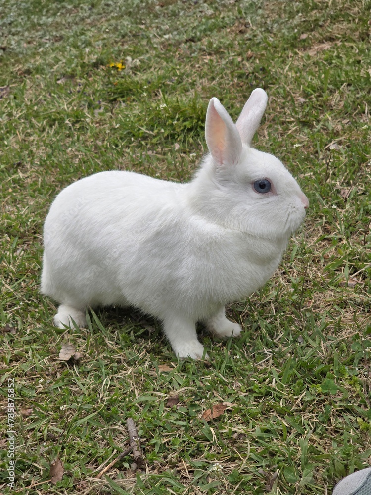 white rabbit on grass white rabbit on grass