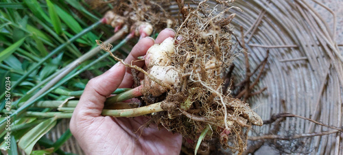 Hand holding ginger freshly dug from the ground 