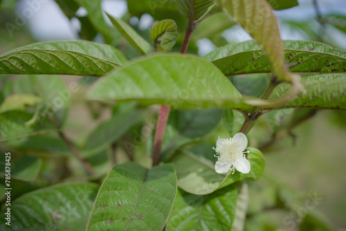 Guava flower blooming at forest.