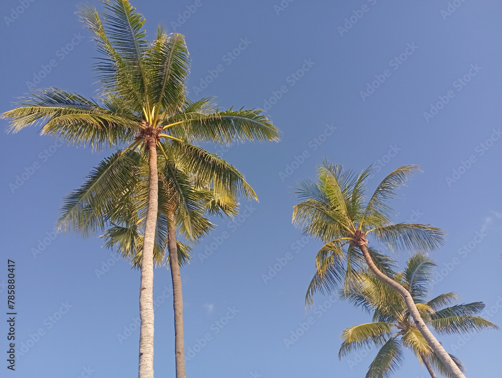 coconut trees agains blue sky