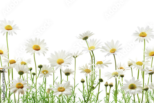 daisies on a meadow isolated on white background