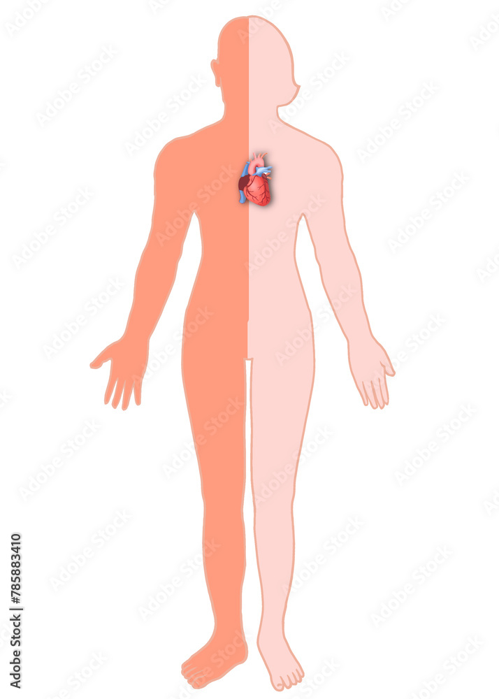 Body anatomy showing female and male heart organs. Body anatomy showing female and male heart organs.