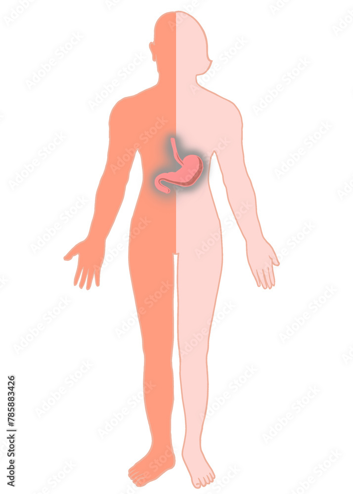 Body anatomy showing female and male stomach organs. Body anatomy showing female and male stomach organs.