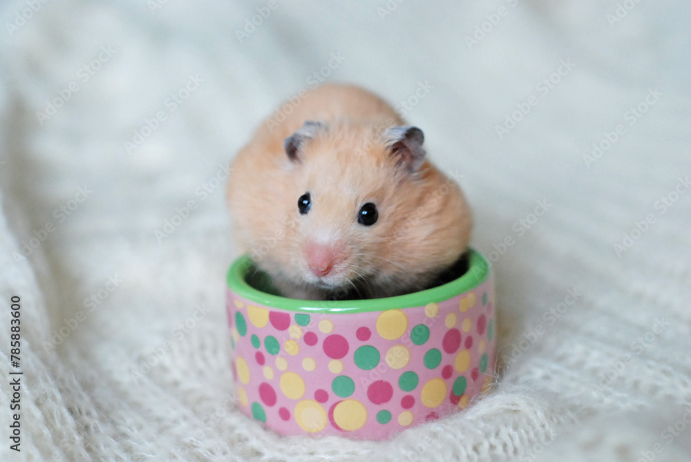Golden hamster is eating in a cute bowl