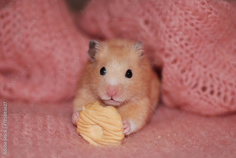 Golden hamster is eating a cookie specially made for hamsters Golden hamster is eating a cookie specially made for hamsters