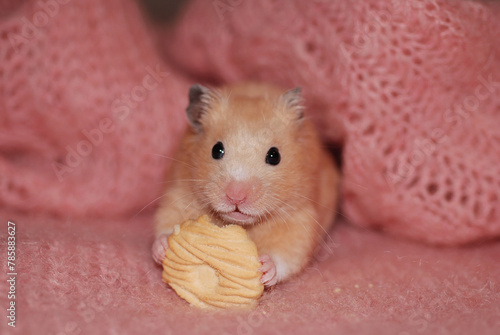 Golden hamster is eating a cookie specially made for hamsters