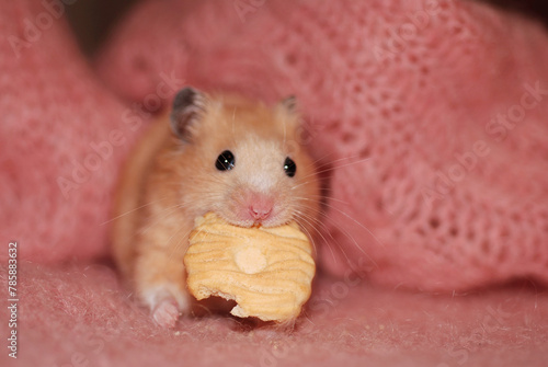 Golden hamster is eating a cookie specially made for hamsters