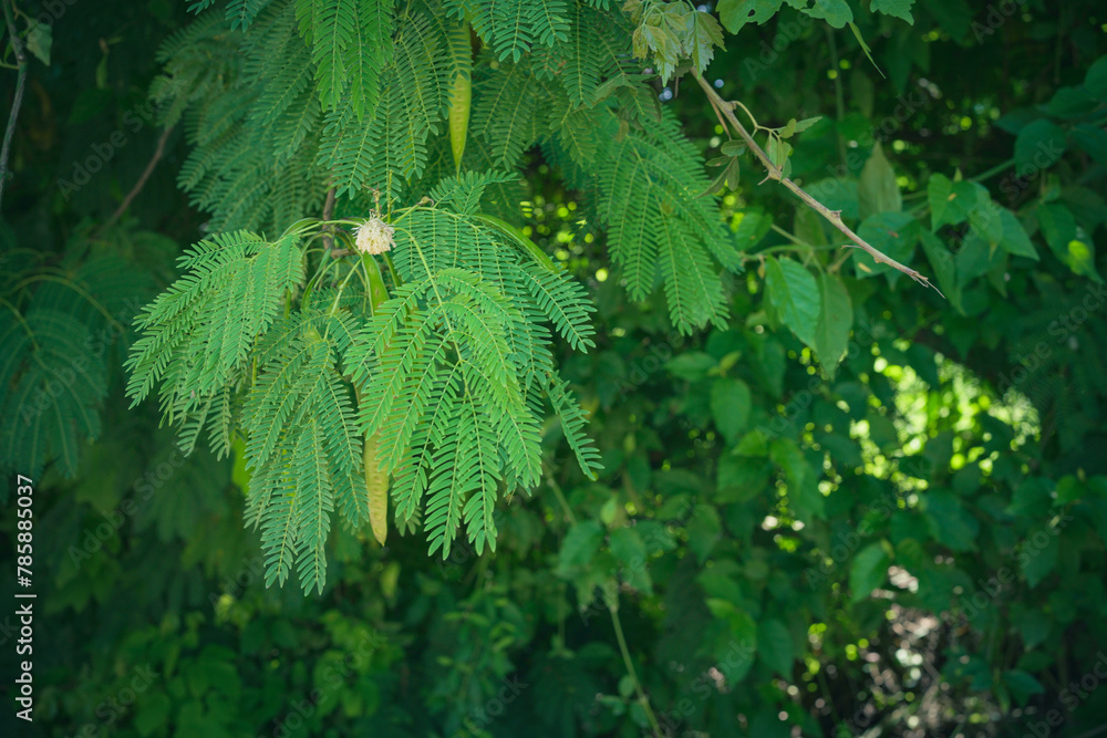 Fototapeta premium Pink silk tree in the forests.