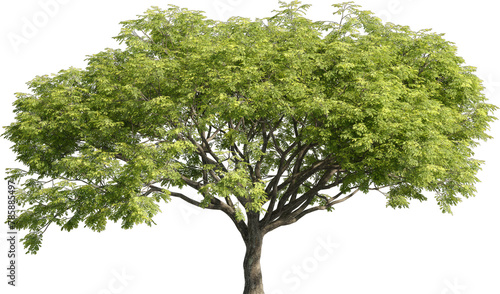 Realistic 3D rendering of a tree on transparent background  suitable for architecture visualization  presentation background  2D or 3D illustration  digital composition