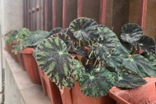 Unhealthily begonia boweri. There are so many ash on it's leaves. photo