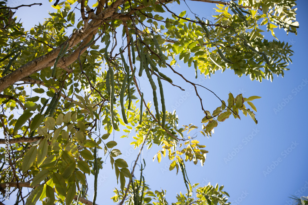 Fototapeta premium Cassia fitsula or golden shower fruit hanging down on the tree.