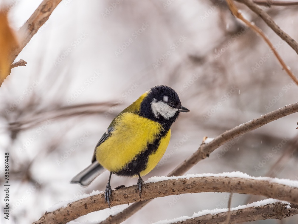 Cute bird Great tit, songbird sitting on the fir branch with snow in winter Cute bird Great tit, songbird sitting on the fir branch with snow in winter