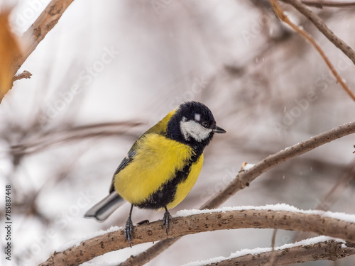 Cute bird Great tit, songbird sitting on the fir branch with snow in winter