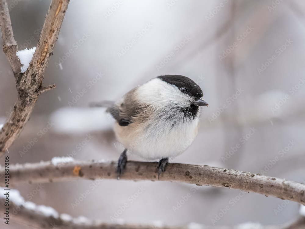 Naklejka premium Cute bird the willow tit, song bird sitting on a branch without leaves in the winter.