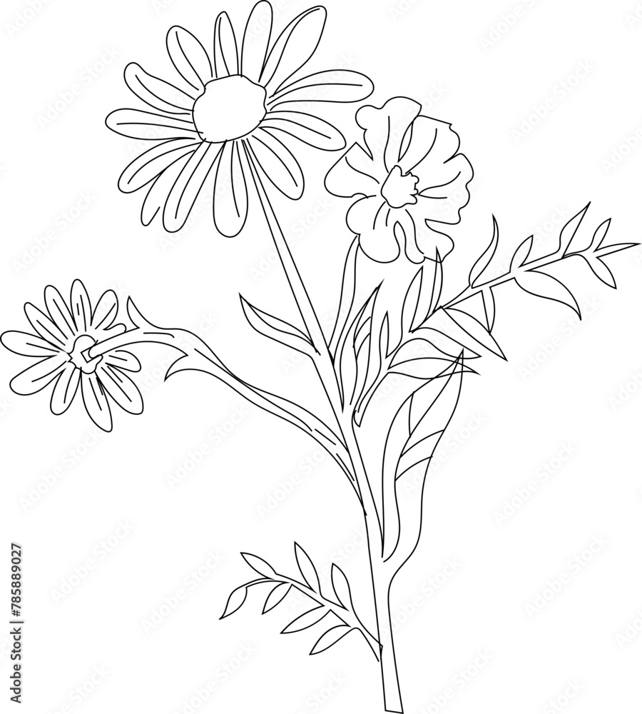 Hand drawn flower illustration on transparent background.
Hand drawn flower illustration on transparent background.
