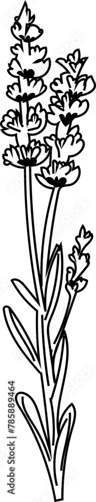Fototapeta premium Hand drawn flower illustration on transparent background. 
