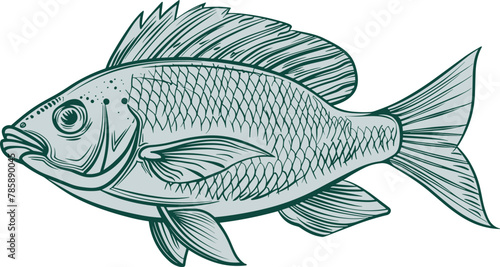 Fish drawing clipart design illustration photo