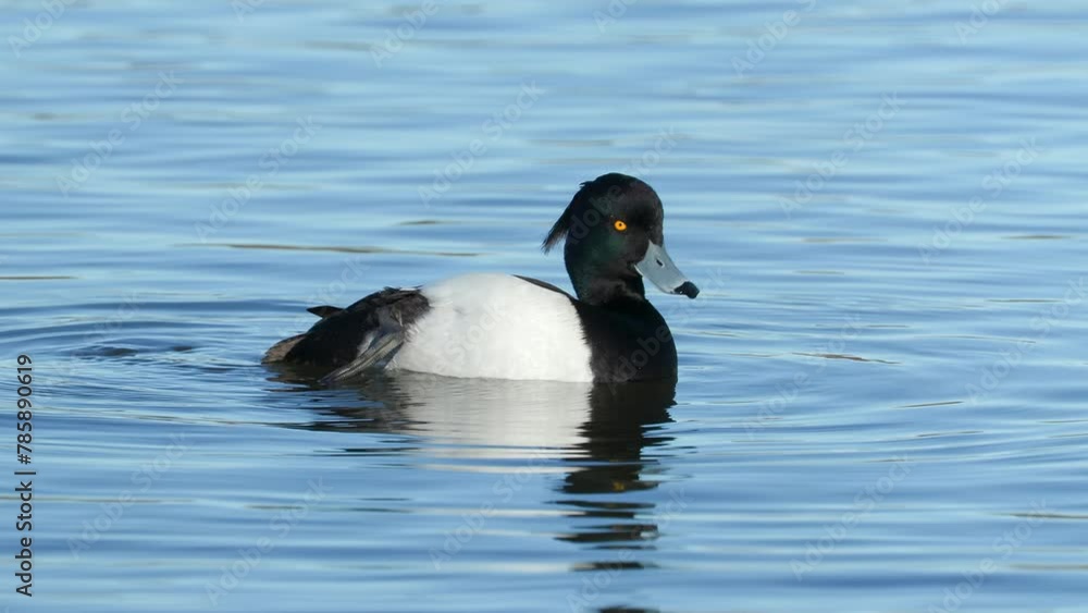 tufted duck seabird male preen feather swim Aythya fuligula bird sanctuary natural world norway tufted duck seabird male preen feather swim Aythya fuligula bird sanctuary natural world norway