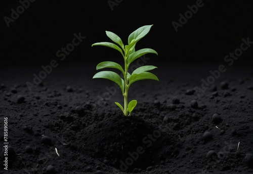 Young green plant growing out of dark soil, cut out PNG background