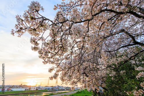                                                                                                                                                 2024   4   12              Beautiful Someiyoshino sakura  Cerasus x yedoensis  cherry blossom  in full bloom by the riverside at sunset.  At Tsurumi River  Tsurum