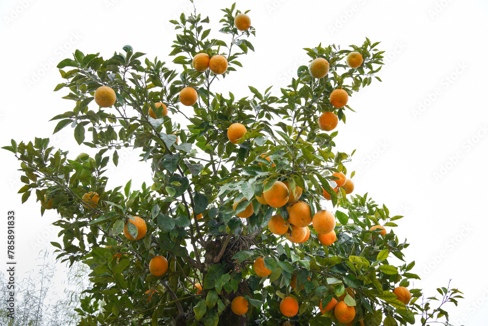 Orange tree with fruits on white background. Orange tree with fruits on white background.