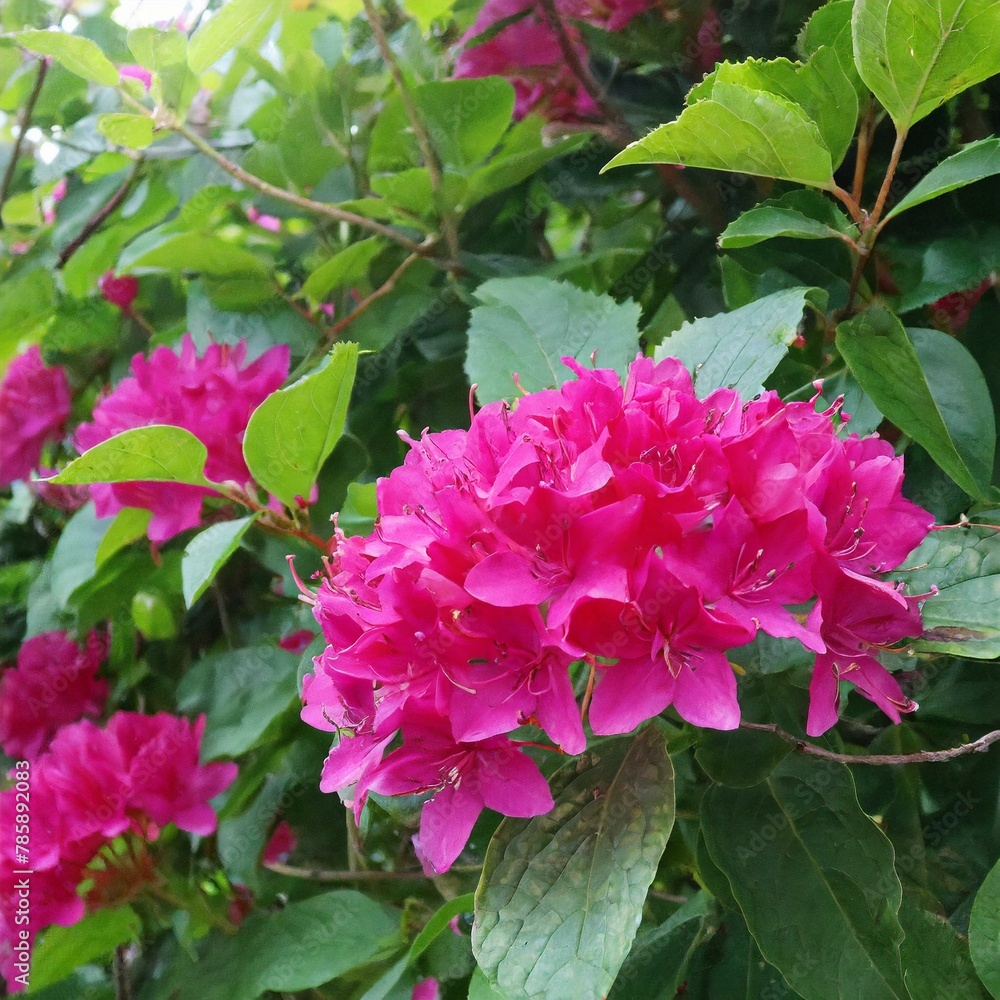 Fototapeta premium Botanical Marvels: Capturing the Essence of Garden Flowers