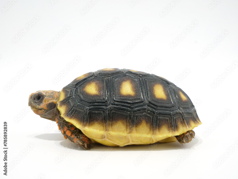 Obraz premium 真横から見たアカアシガメ