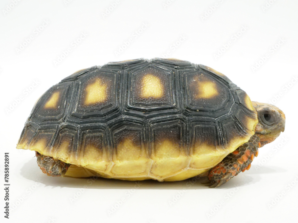 Obraz premium 右向きのアカアシガメ