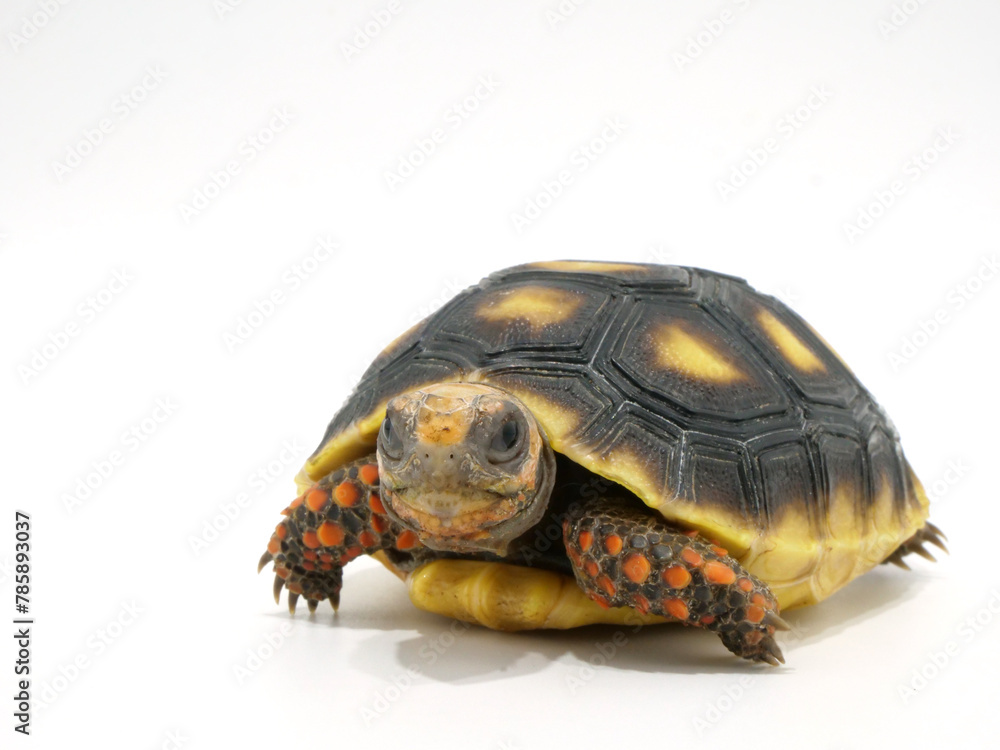 Fototapeta premium アカアシガメの子どものアップ