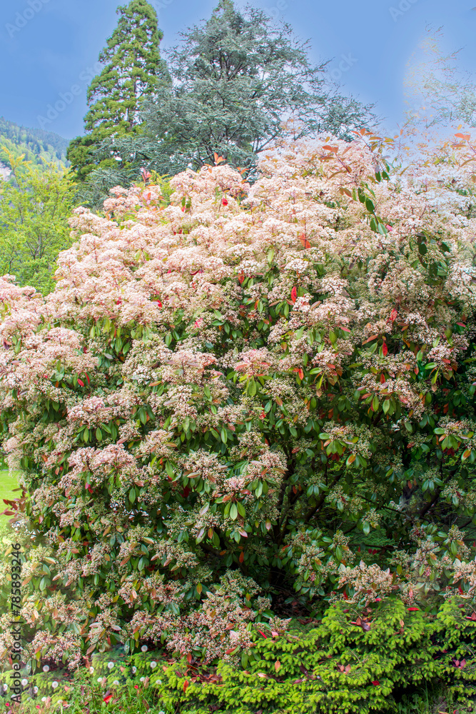 Very beautiful Photinia fraseri Red Robin flowers Very beautiful Photinia fraseri Red Robin flowers